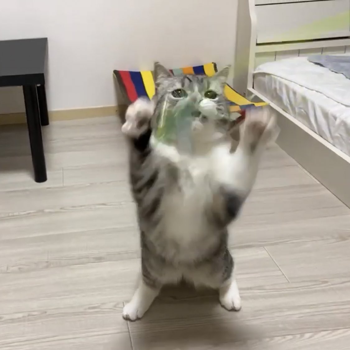 もち まる 日記 💖 もちまる日記の猫の種類と性格は？飼う時の注意点 