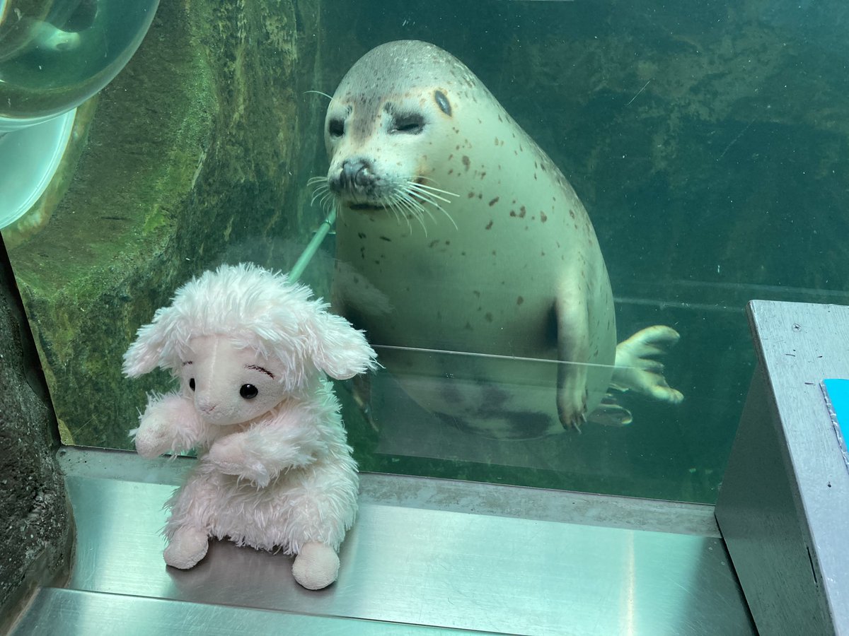 ひつじのハッピー 自由に旅するぬいぐるみ 誰だ おまえー アザラシ館 かわいい ごまふあざらし ちゃん ごまちゃん のツーショット 好奇心旺盛なアザラシ ちゃんとひつじのハッピーを認識してますね アザラシ アザラシ好きな人と繋がりたい