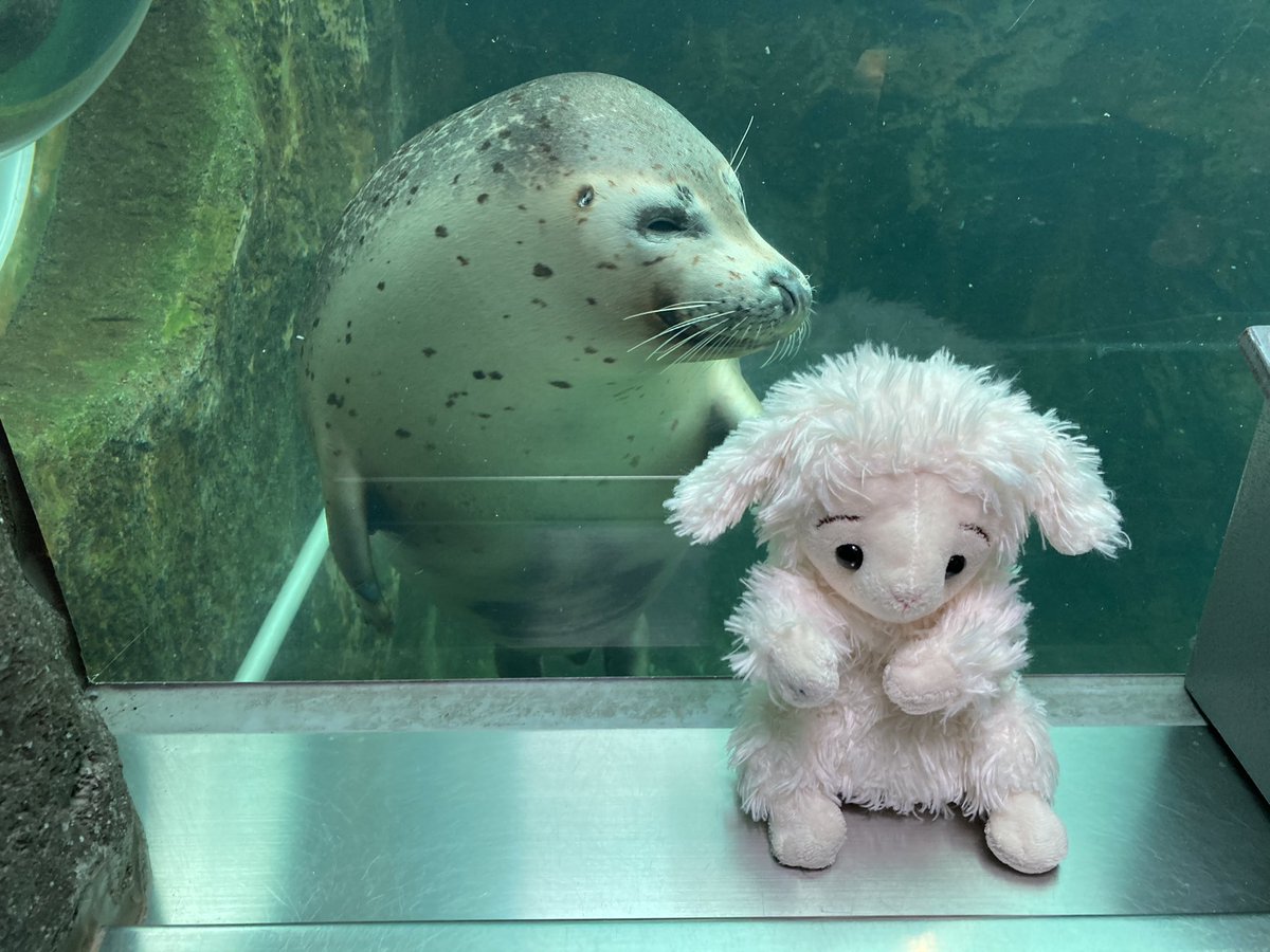 ひつじのハッピー 自由に旅するぬいぐるみ 誰だ おまえー アザラシ館 かわいい ごまふあざらし ちゃん ごまちゃん のツーショット 好奇心旺盛なアザラシ ちゃんとひつじのハッピーを認識してますね アザラシ アザラシ好きな人と繋がりたい