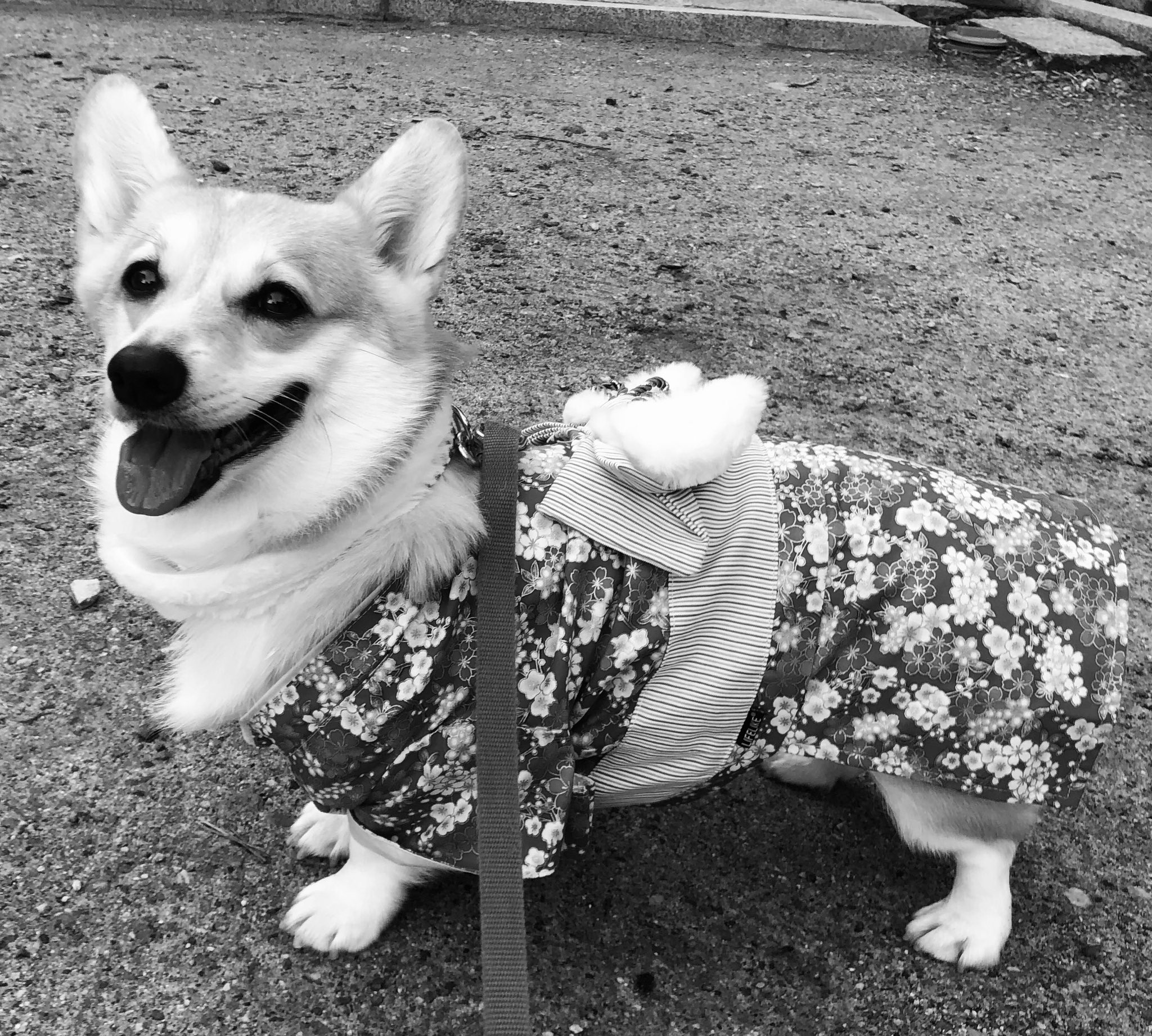 コーギー犬ももちゃんねる Momochannel0101 Twitter