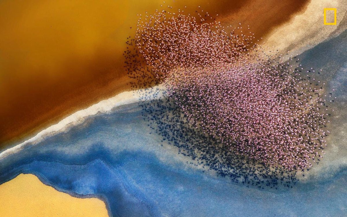 Incredible aerial shot of flamingos flying over Lake Natron in Tanzania. (Photo: Phillip Chang) bit.ly/2D3jvjT
