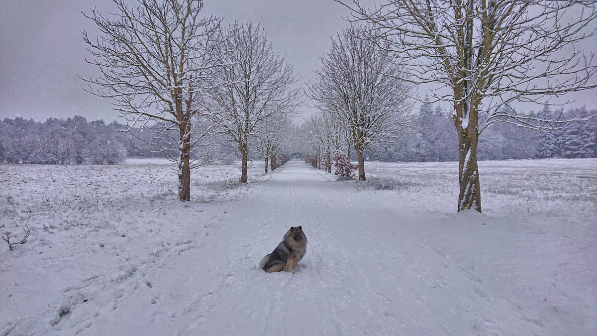 RushmoorRebel's tweet photo. Snowy morning walk around #Minley.
Great shame that Home Farm buildings are soon to be #demolished. https://t.co/asIyFUbEo8