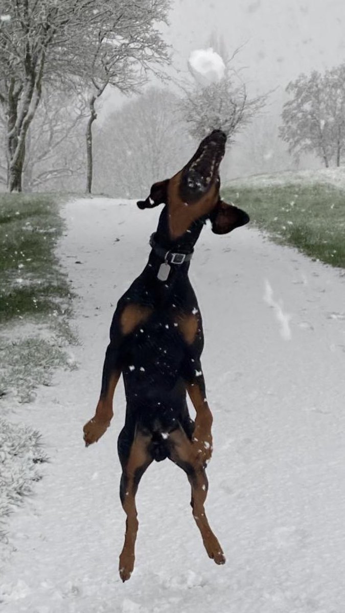 ickenhamscott's tweet photo. Kaiser’s first day out in the snow and he loves it ! https://t.co/ItTenMszUK