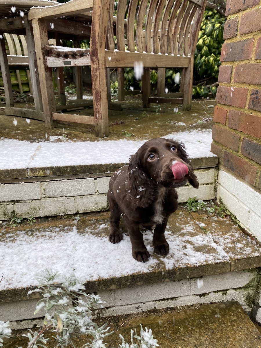 Rupert enjoying his first snowflake #snow #cockerspaniel