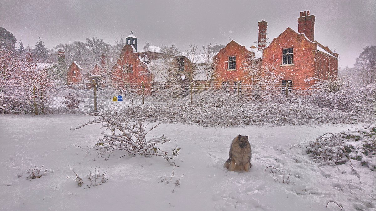 RushmoorRebel's tweet photo. Snowy morning walk around #Minley.
Great shame that Home Farm buildings are soon to be #demolished. https://t.co/asIyFUbEo8