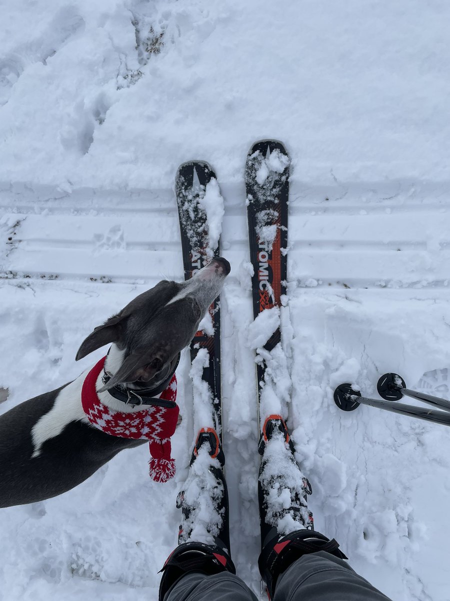 I was so excited that I could finally go skiing with my human, they go without me every year! Now they’ll have to take me ⛷❄️