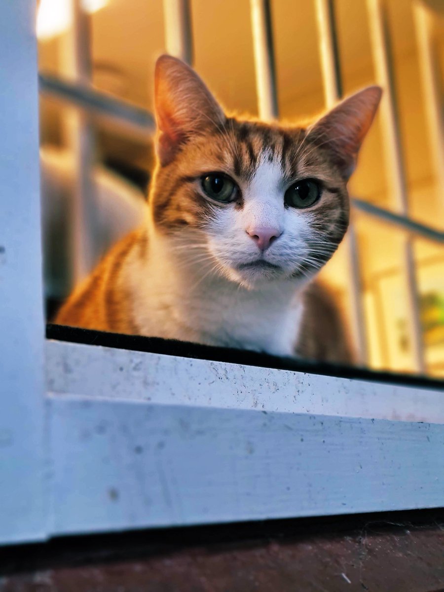 For those alone without pets and feeling down then follow George <a href="/TheStourbridge/">George The Stourbridge Junction Station Cat</a> on his daily adventures. With white socks to match the snow and with the trains painted orange at his station then today should be declared #CamouflageGeorgeDay as he will be difficult to spot!