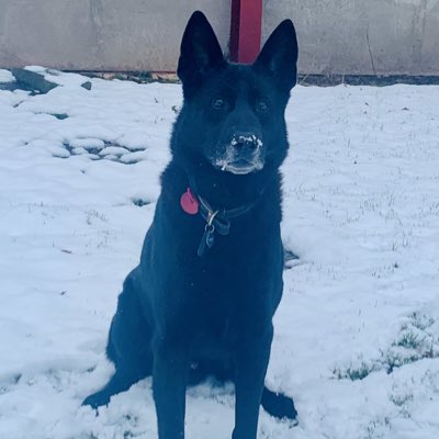 RPD Bear tweet media