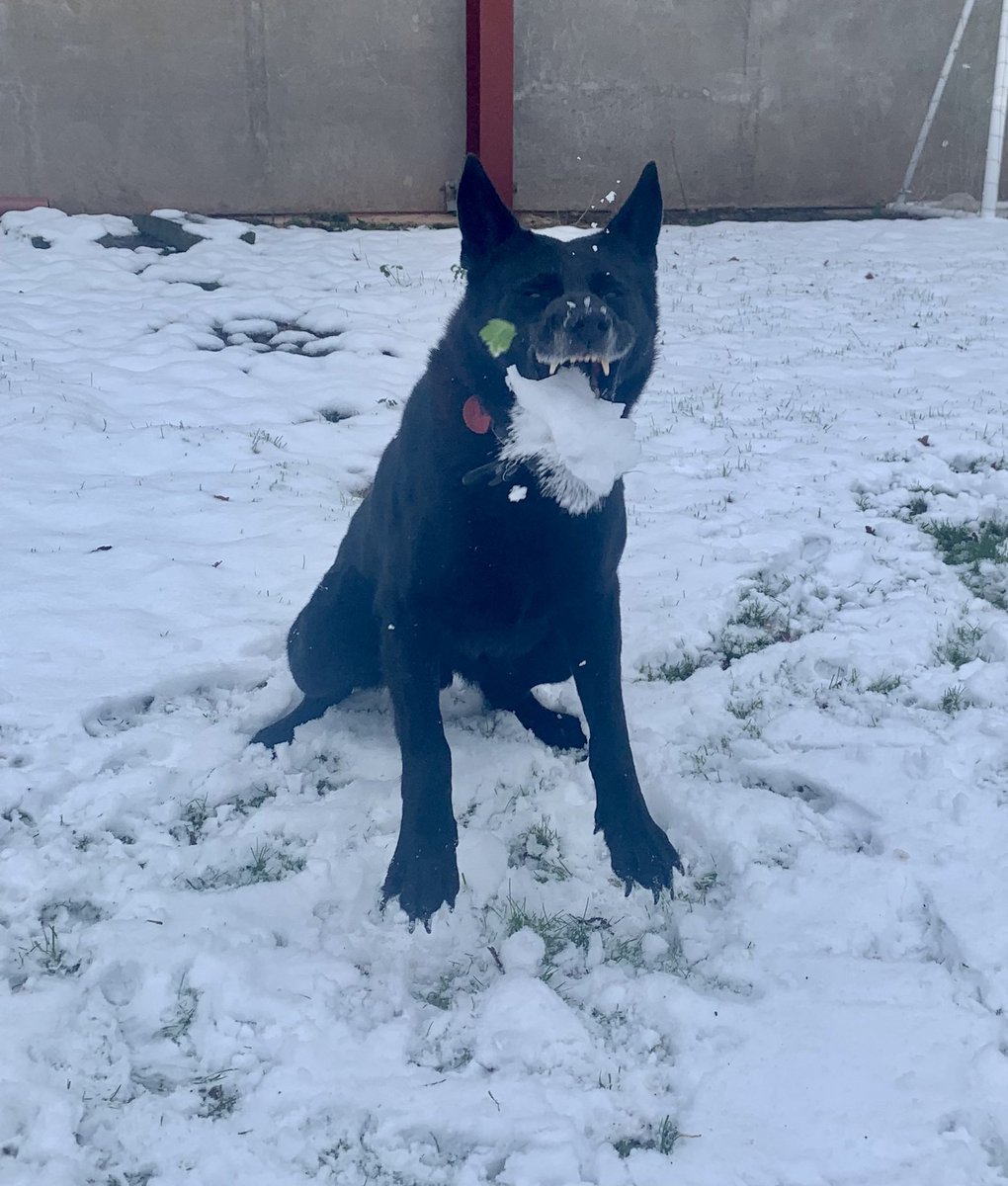 RPD Bear tweet media