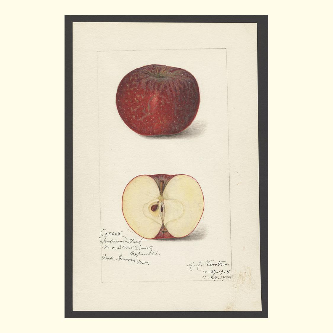 autumn tart apples, painted by amanda almira newton, 1915