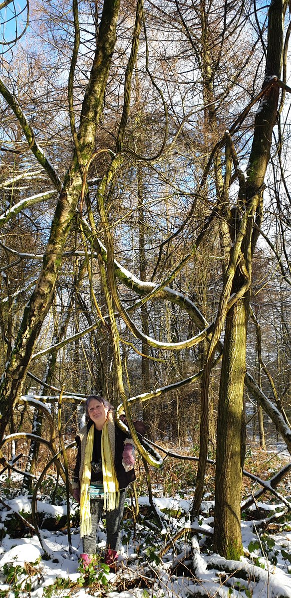 CarpeDiemJan's tweet image. Just been for a walk in @theforestofdean Just love these old vines. Tucked away was a lovely pond and we saw a HUGE male Boar 😀