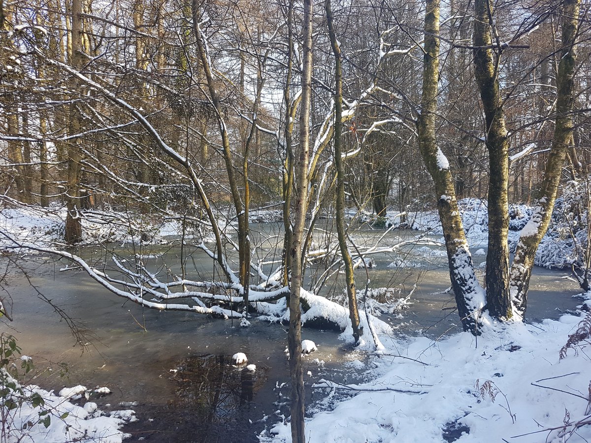 CarpeDiemJan's tweet image. Just been for a walk in @theforestofdean Just love these old vines. Tucked away was a lovely pond and we saw a HUGE male Boar 😀