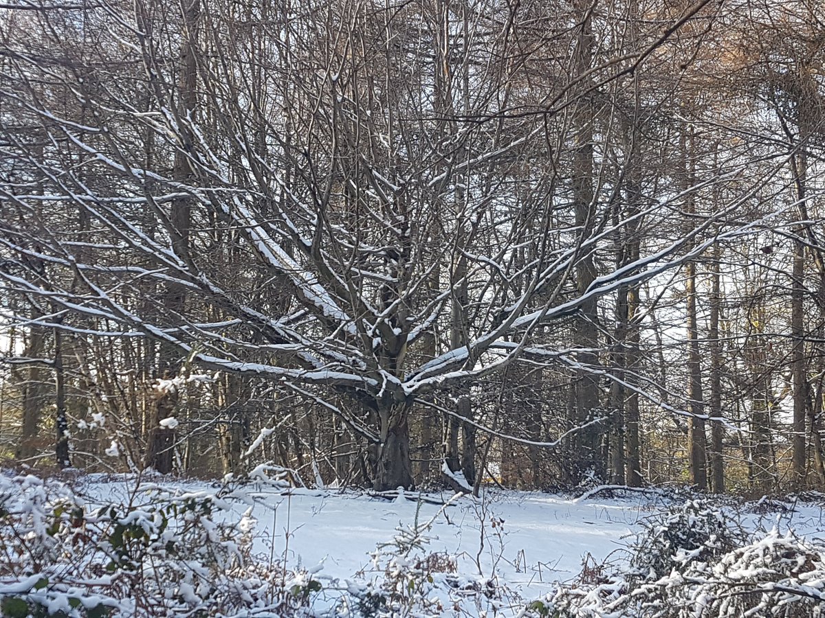 CarpeDiemJan's tweet image. Just been for a walk in @theforestofdean Just love these old vines. Tucked away was a lovely pond and we saw a HUGE male Boar 😀