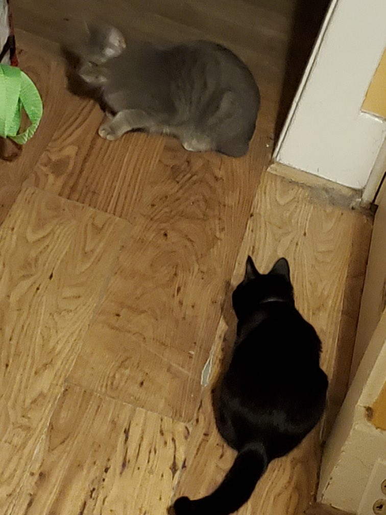 bugsfever's tweet photo. cats https://t.co/Ek3PnmXFWH