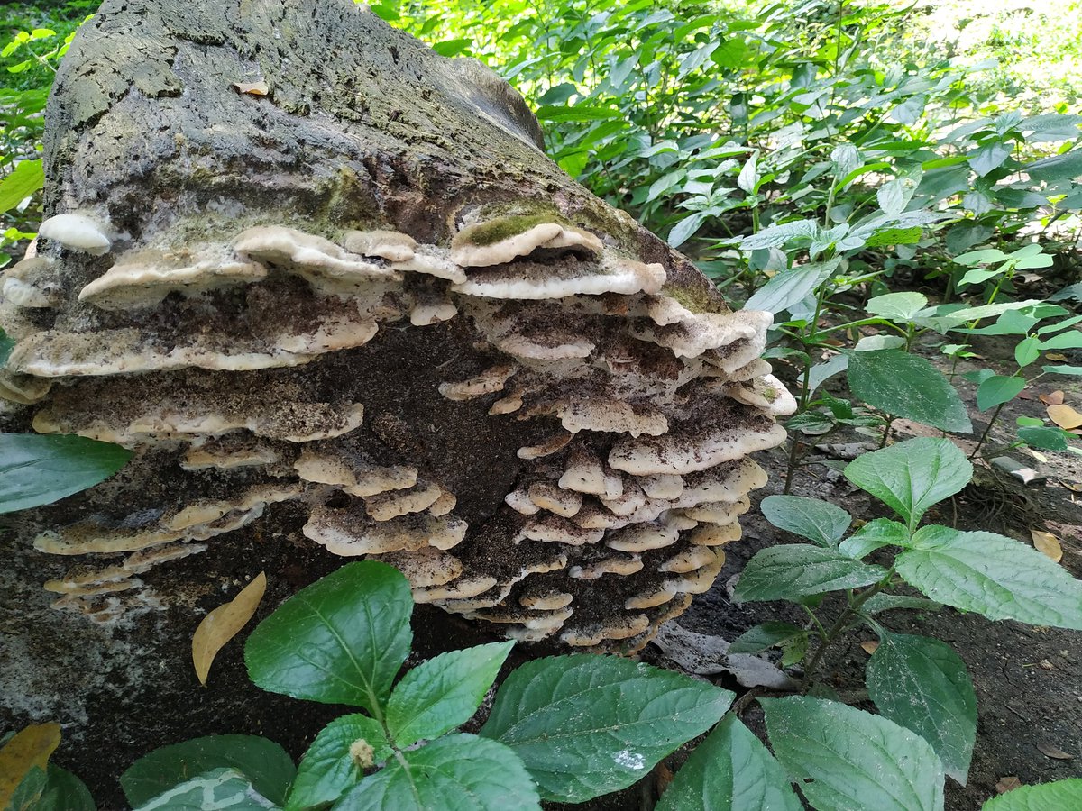 CristianFungi's tweet photo. Pasan las lluvias y nos dejan sus regalos 
#funga #fungi #mushrooms #Ibague @Fungi_Cosas https://t.co/L83mEH8yFF