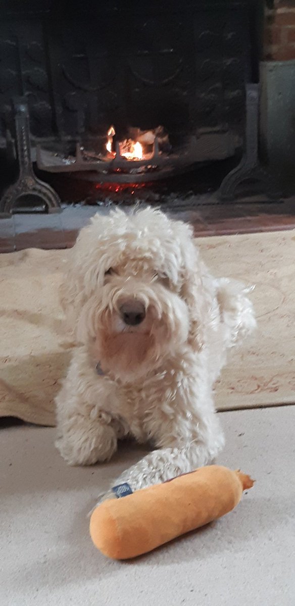 brunocockapoo's tweet image. Having trotted out in the snow I have decided to retreat to the rug infront of the fire. Looks like #snow and #ice will stay here in #Hertfordshire tonight. #WeatherDog