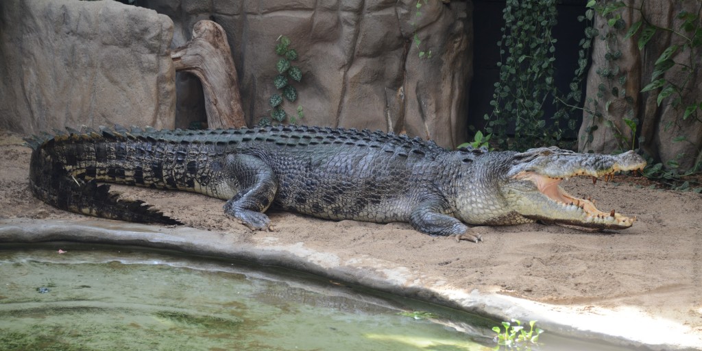 ToledoZoo's tweet photo. Which Egyptian reptile can’t admit they're a reptile?
🐊
🐊
🐊
De Nile Crocodile😂

#ToledoZoo #ToledoOhio #Ohio #Zoo #AnimalJokes #DadJokes #DadJoke #Crocodile #Reptile https://t.co/czfhFywVdV