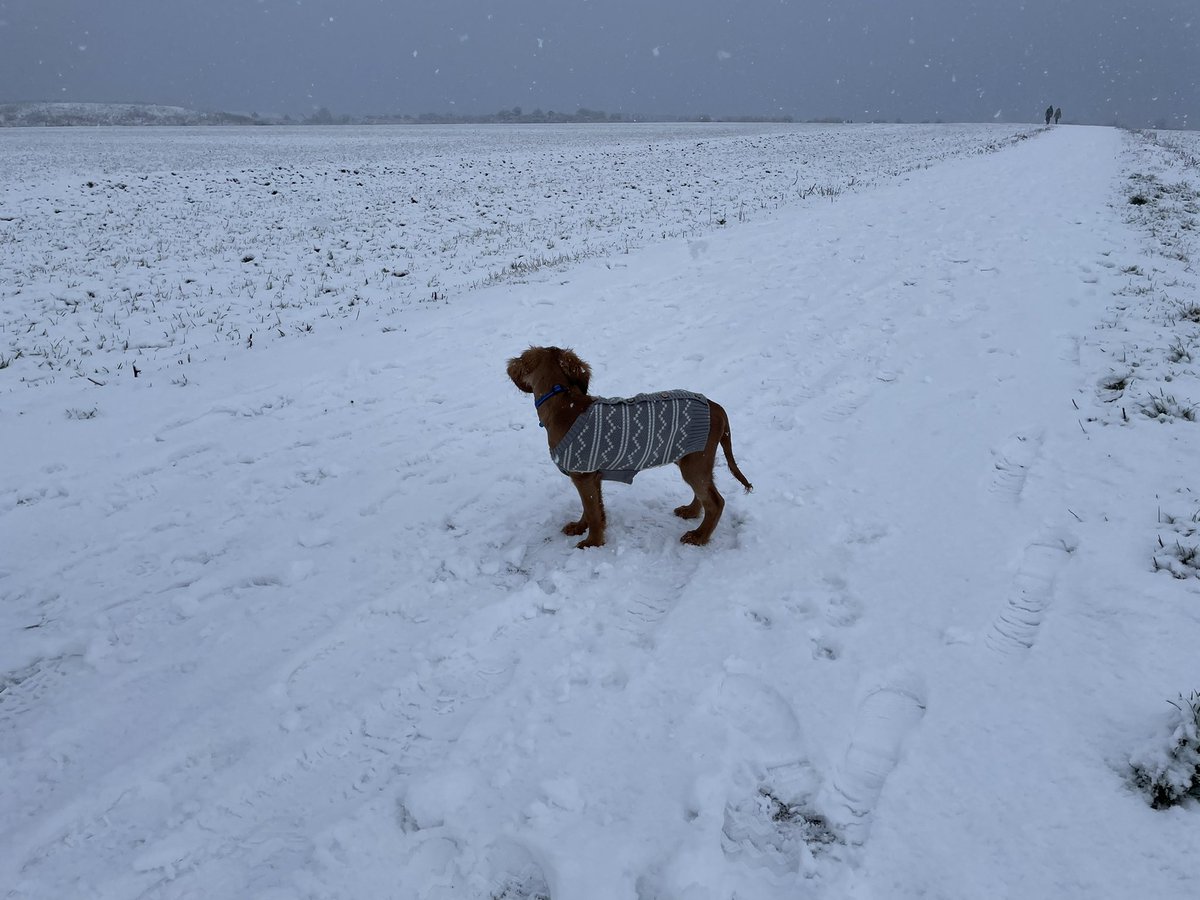 Charlie loving the snow ⛄️ 🐶