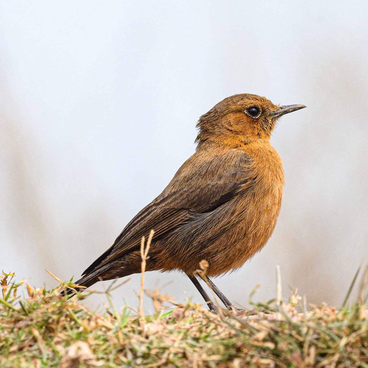 Brown rock chat #birdsphotography #birds #netgeowild #bird #bpswalia #indiapictures #birdsofindia #brownrockchat #best_birds_photography #best_bird_of_world  #bbcearth @netgeo