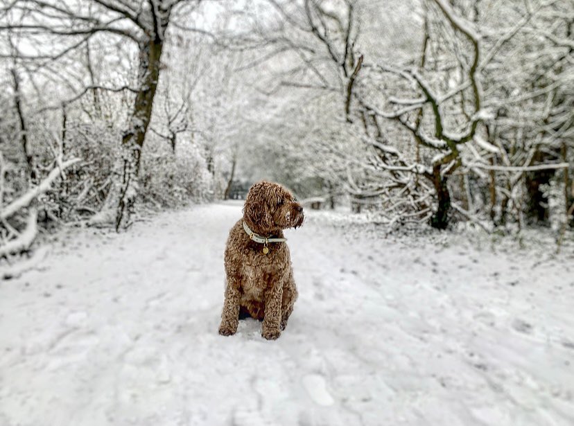 #snow #snowday #dogsinsnow <a href="/live_coventry/">CoventryLive</a>