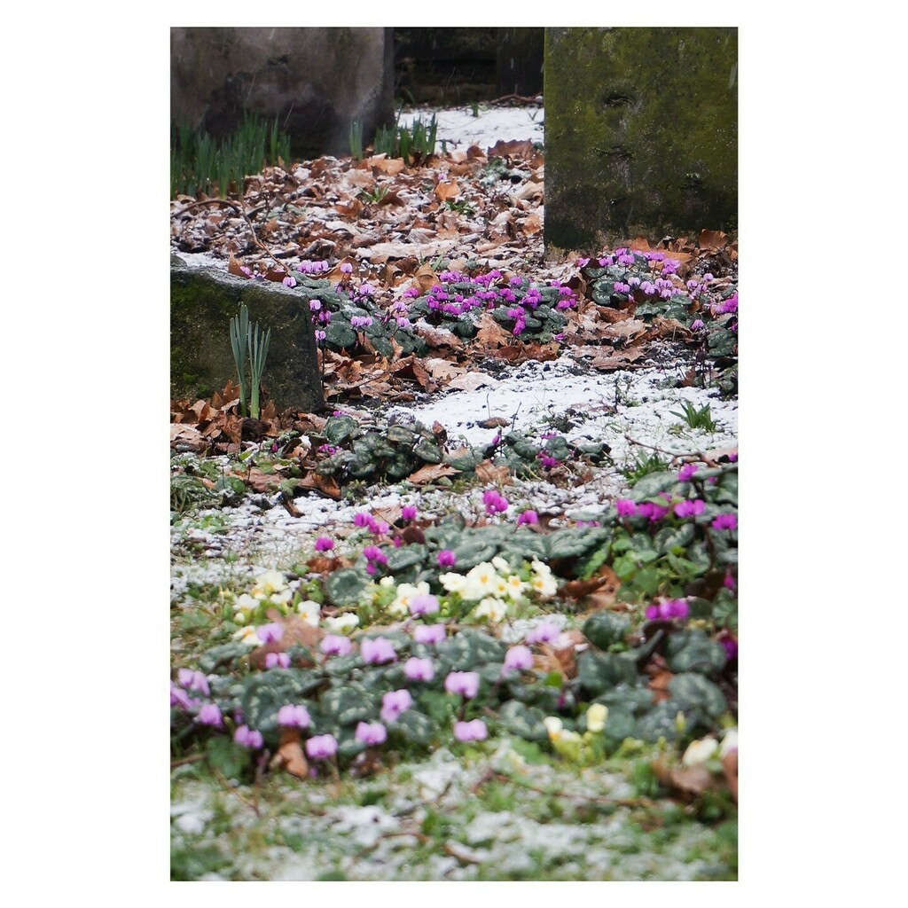 Winter beauties and a smattering of snow ⠀
.⠀
.⠀
.⠀
.⠀
.⠀
#winterbeauties #cyclamen #winterflowers #wintercolour #gardengems #inthegarden #weekendinspo #colourinspo #snowday #snow #churchyardflowers #gardenjournal #januaryflowers #januaryblues #g… instagr.am/p/CKbq2G4MyzT/