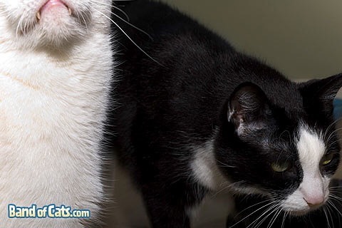 BandofCats's tweet photo. Mornin’ Dax. Mornin’ Spooky. https://t.co/R4lQZbNAXS https://t.co/evczFsqFj1