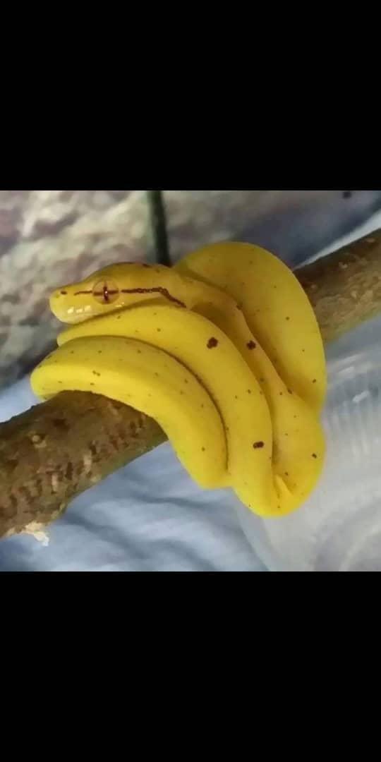 يحيى الجندال969+ حساب بديل4 tweet media