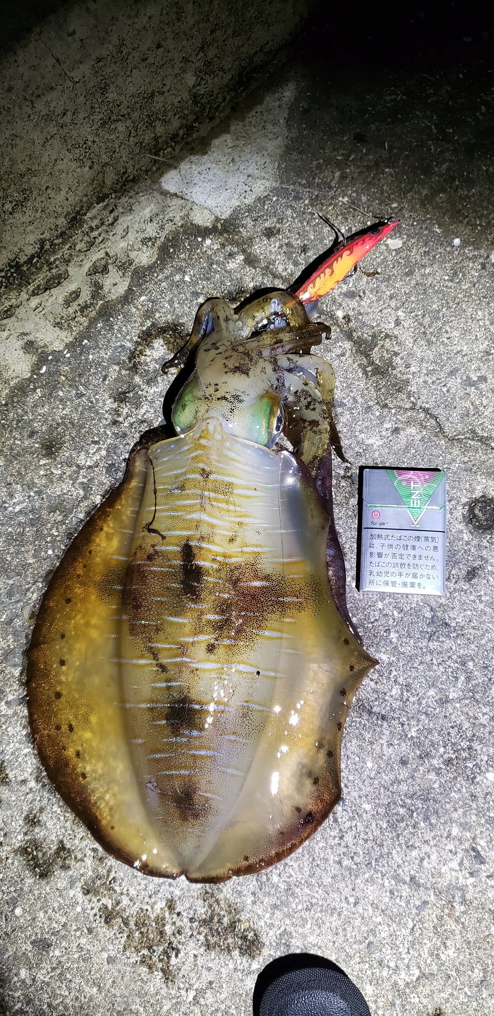 桃海 21年 今年初のアオリイカは1 2キロでした アオリイカ イカ釣り エギング 釣女 和歌山エギング 和歌山釣り ヤマシタエギ エギ王 エギ王ｋ黒潮sp Yamashita ヤマシタ T Co 0i8dw84uuj Twitter
