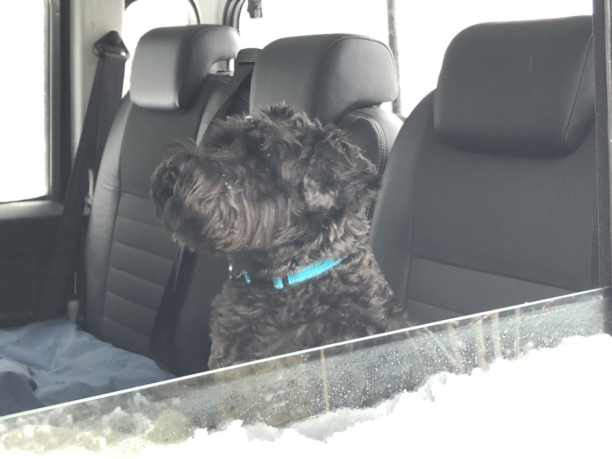 luntyboy's tweet photo. #defenderdogs #bowler #surreylandrovers https://t.co/DbBAyCm0cn
