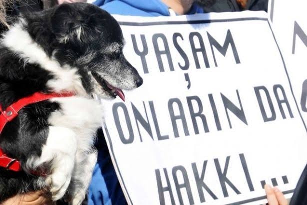 CeylanAydas's tweet photo. #HAYVANHAKLARIYASASI #HayvanlarYasamakİstiyor #hayvanlardacan #hayvan #hayvanhaklarıyasasıvakti https://t.co/WtMlyNM9b5