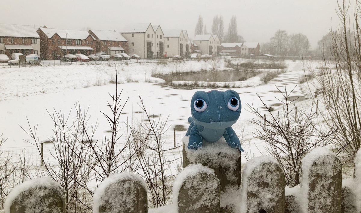 Today was perfect weather for a walk with Bruni 🦎#TheColdNeverBotheredHimAnyway ❄️❄️❄️🌨