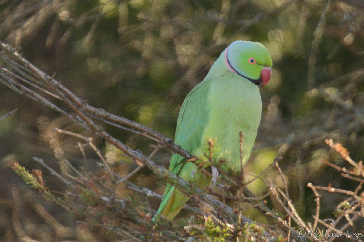 hjimages's tweet photo. Nice to see a pair of Ring-necked Parakeets in the garden! Word travels fast that we’ve had a seed delivery! https://t.co/0gWoUjiwkW