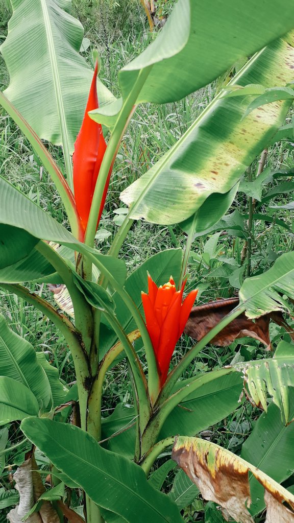 DannyCarrillo95's tweet photo. Cuando todo parezca ir en contra tuya, recuerda que un avión despega a contra viento, no a su favor.
#PermatreeSuperfoods
#PermatreeCafeTipikas
#SigueTusMetas https://t.co/ZG5pzG8a92