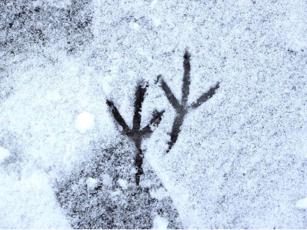 FEETINGS are animal tracks or footprints left in snow.