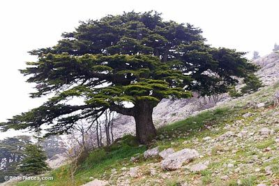 They made all your timbers  of juniper from Senir (Mount Hermon)they took a cedar from Lebanon  to make a mast for you.