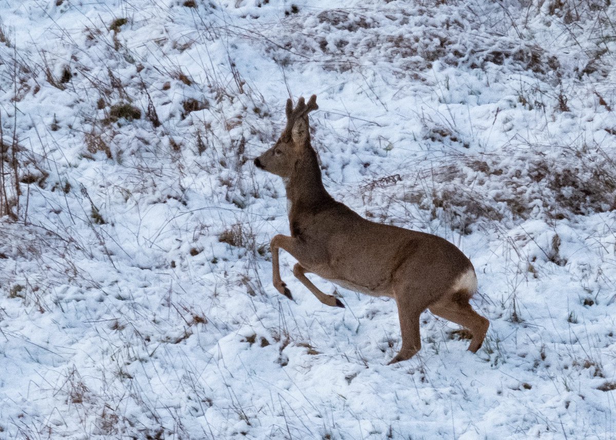 lauramariewild's tweet photo. Wonderful wintery walk in the snow today. Roe deer, buzzards, and a kestrel 🥰👌 #snowyscenes #roedeerinthesnow https://t.co/3XIGNi63ZS