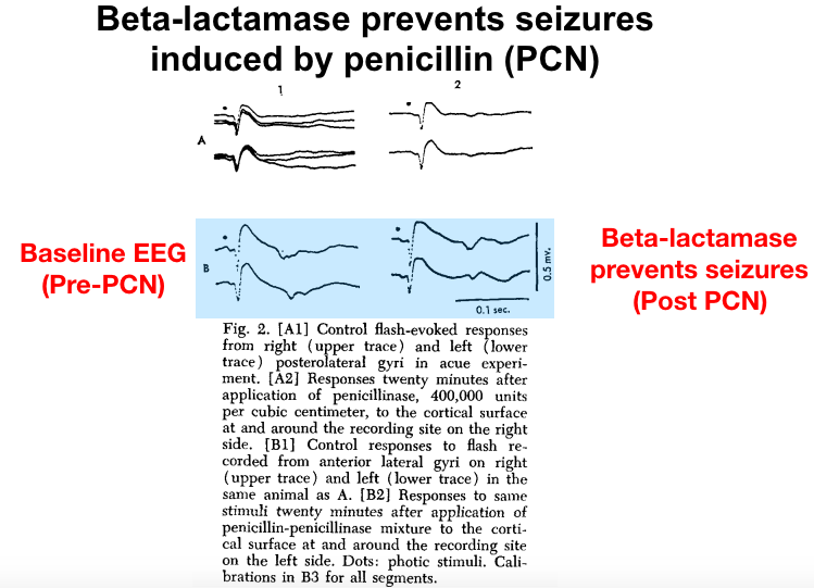 7/A 1971 study in cats implicated beta-lactam rings as the source of neurotoxicity. High doses of penicillin were used to induce seizures. But pre-incubation w/ the enzyme beta-lactamase (disrupts the beta-lactam ring) blocked all seizure activity. https://pubmed.ncbi.nlm.nih.gov/5105512/ 