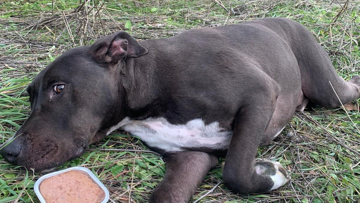 NuevaVidaAdop's tweet photo. 📌Actualización 24/01
BRUTUS en casa!
Huyó aterrado por la explosión del edificio de la c/Toledo hace 4 dias
Ha sido localizado en un descampado de #Delicias y su mami ha ido corriendo a buscarlo
Nos alegramos muchisimo,campeón! https://t.co/gTbkYTYgXA
