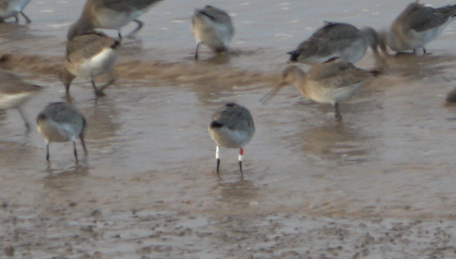 Wes_E_Payne's tweet photo. Another colour-ringed #BlackTailedGodwit from #Pyewipe at the beginning of the month, a nice memorable combination too! WW-RW ringed Snettisham Autumn 2019 and previously sighted only on the Wash or in Norfolk, another new link with the #Humber! @JenGill3 https://t.co/kyIPV7Teax