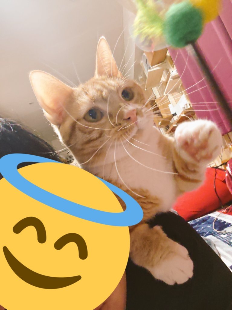 茶トラのマンチ 下僕の肩から猫パンチ Fwf マンチカン 茶トラ 茶トラのマンチ 下僕の肩から猫パンチ Fwf マンチカン 茶トラ