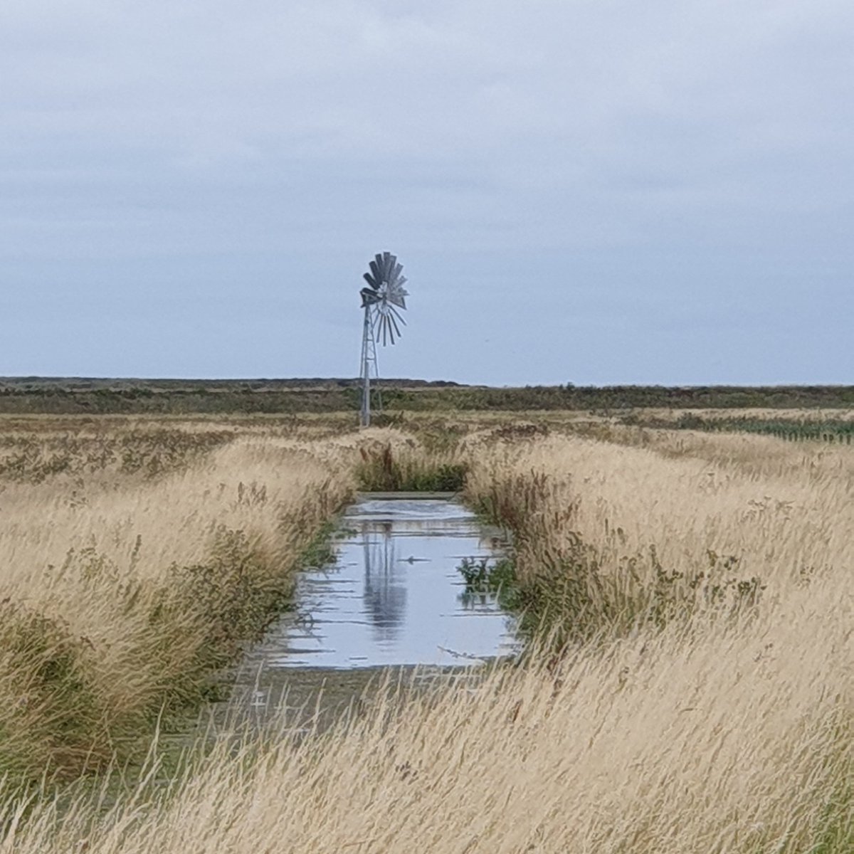 Our last evening writing as  @FarmersOfTheUK, thank you for having us.We finish with thoughts on bigger conservation picture here on North Norfolk Coast, where  @DeepdaleFarm is.We are creating our own oasis of calm & wildlife, but wildlife needs joined up areas to thrive.