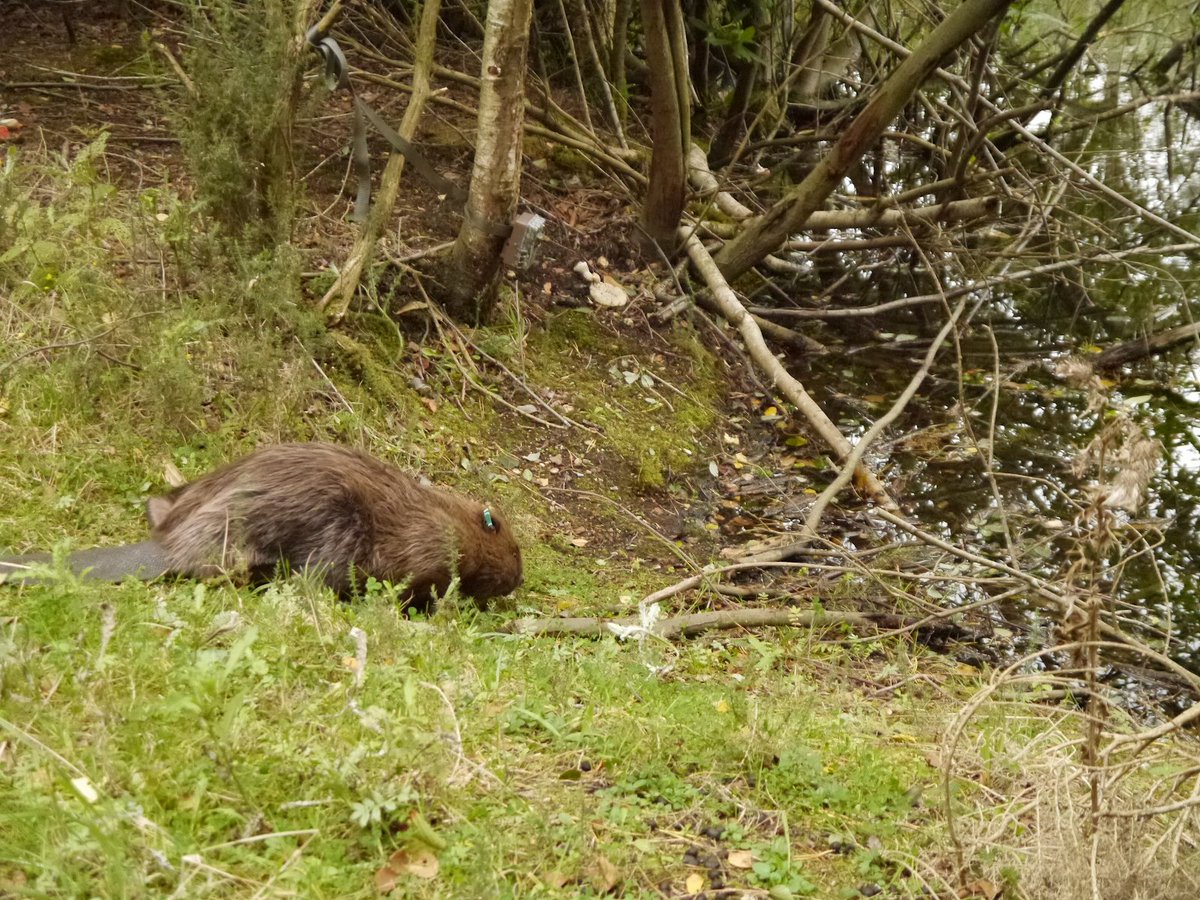 There are some major projects in this area to hugely improve the environment for wildlife.  @coke_tom &  @jake_fiennes lead major changes at  @HolkhamEstate. Beavers already call  @WildKenHill home & they lead plan for White-tailed Eagles reintroduction.