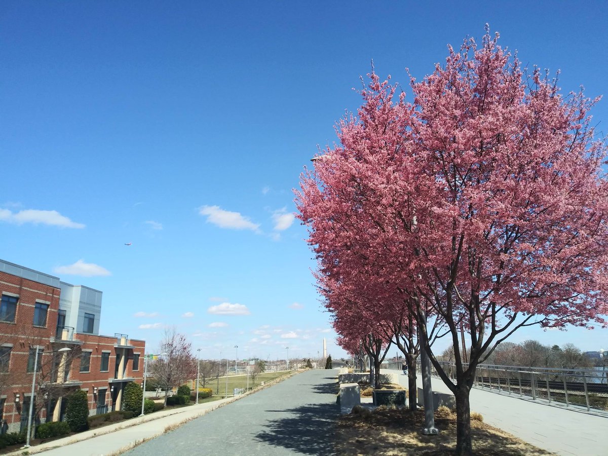 Aiko (@SakuraLoverAiko) / Posts / X