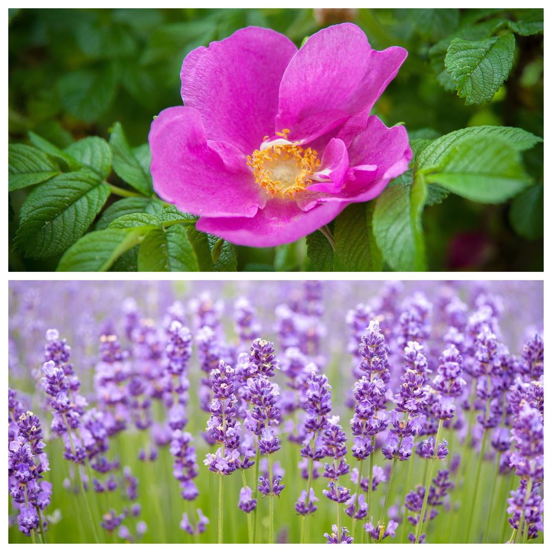 When you're feeling stressed, would you rather smell a wild rose or a bundle of lavender?🌹🌿 Both of these herbs gently soothe the nervous system and comfort the heart. Even just taking one deep breath of their soothing scents can help you reset and ground.