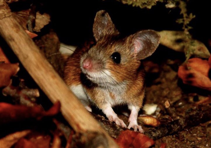 Степная мышовка. Полёвка-экономка. Обыкновенная полёвка. Эворонская полевка. Малая лесная мышь sylvaemus uralensis.