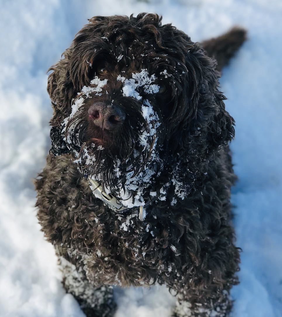 ruth2mh's tweet photo. @bbcweather Bailey after pinching a carrot from a snowman 😘 https://t.co/VuZr8F9gso
