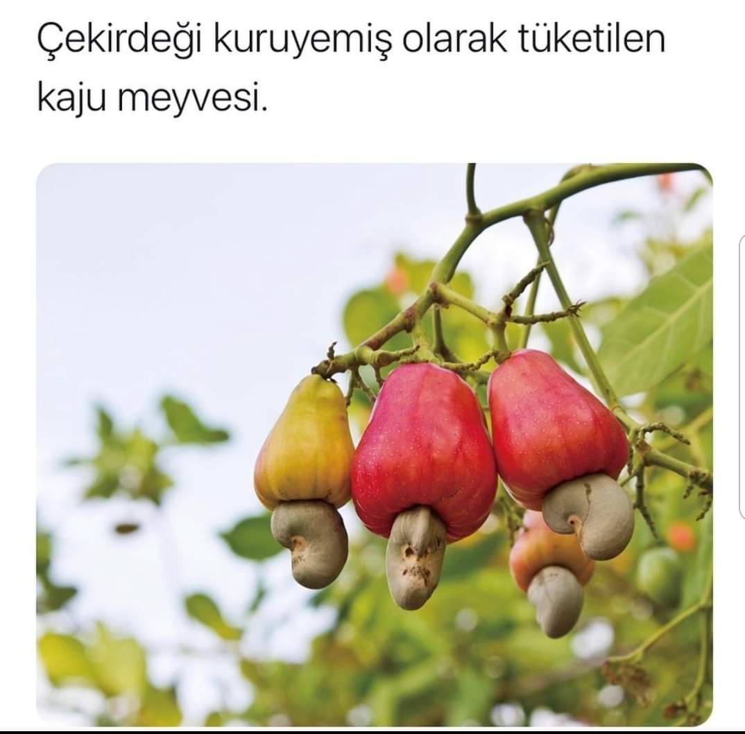 Kaju bey bu ne sinir🙄