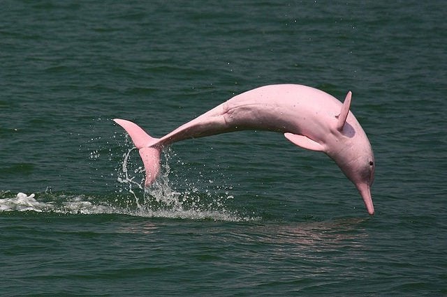 imgnaturaleza's tweet photo. Delfín rosa!! 🐬😮 https://t.co/gGa8PM9Qwo