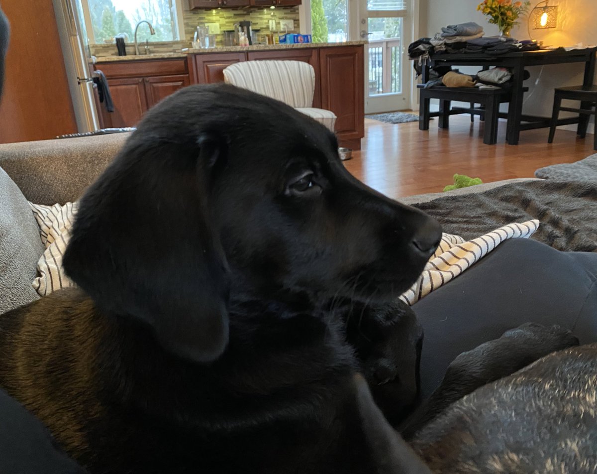 BeyondThePost's tweet photo. someone’s looking so handsome lately...#MurphyDog 😂🥰 https://t.co/r34z46zDi0
