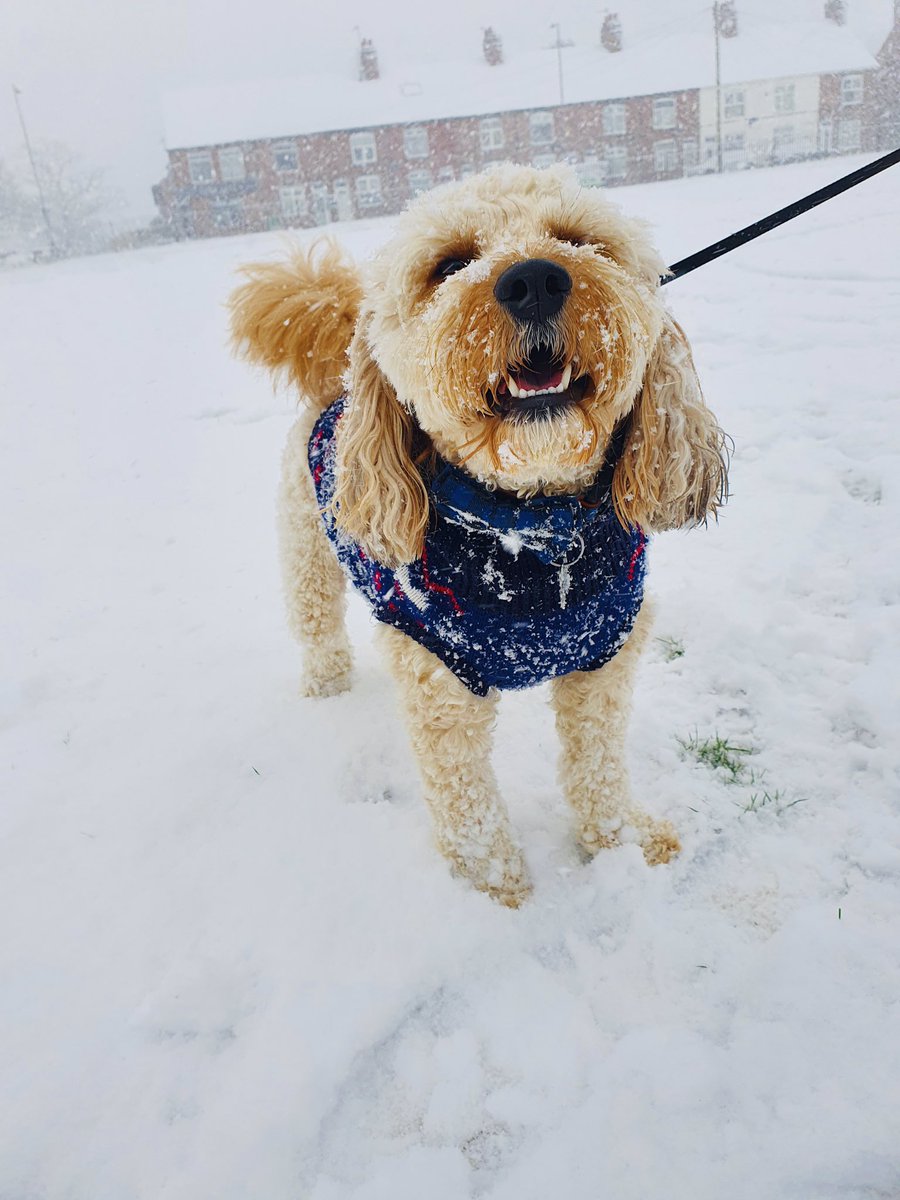 I really hope everyone has managed to enjoy the snow today as much as <a href="/Teddy_HMCS/">Teddy</a> has ❄️⛄️🤣🐶🥰 #SnowDay #dogsinsnow #SnowFun #schooldog